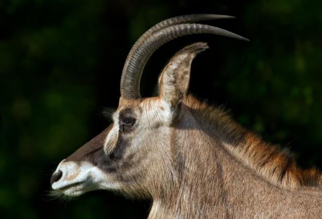 Hunting a Roan Antelope in South Africa