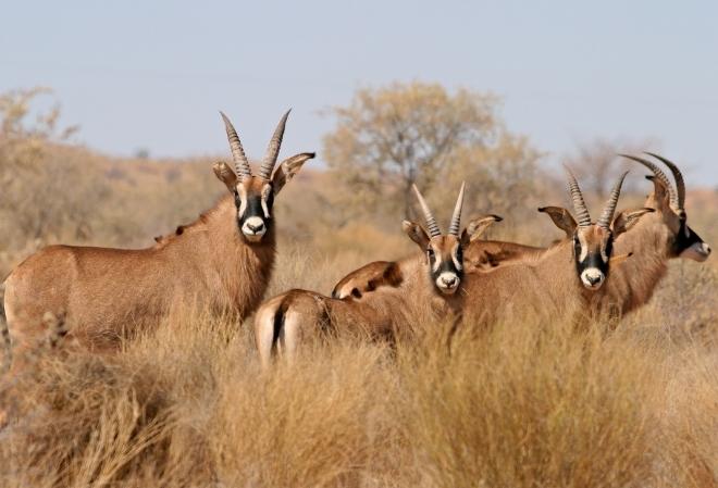 Hunting a Roan Antelope