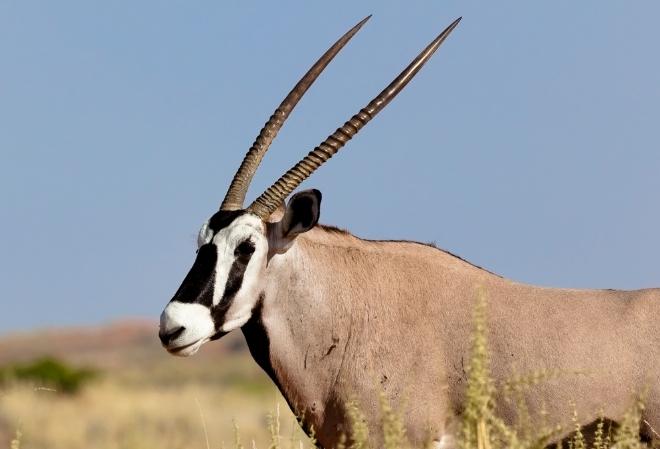 Hunting an Oryx gemsbok in south africa