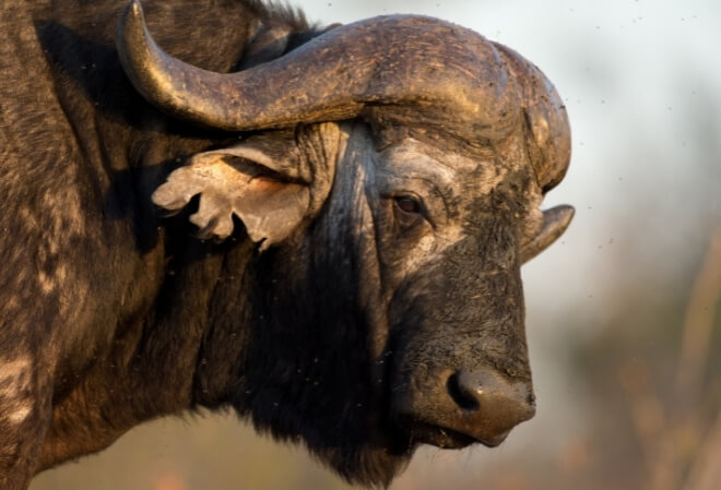 Hunting Buffalo at Clearwater Safaris